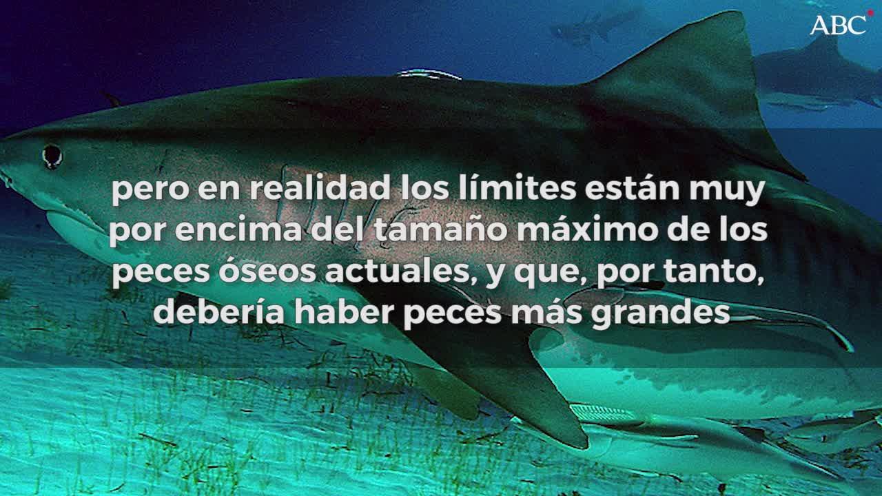 El pez óseo más grande de la historia