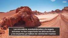 «Extinción masiva» en el desierto de Atacama debido a las últimas lluvias