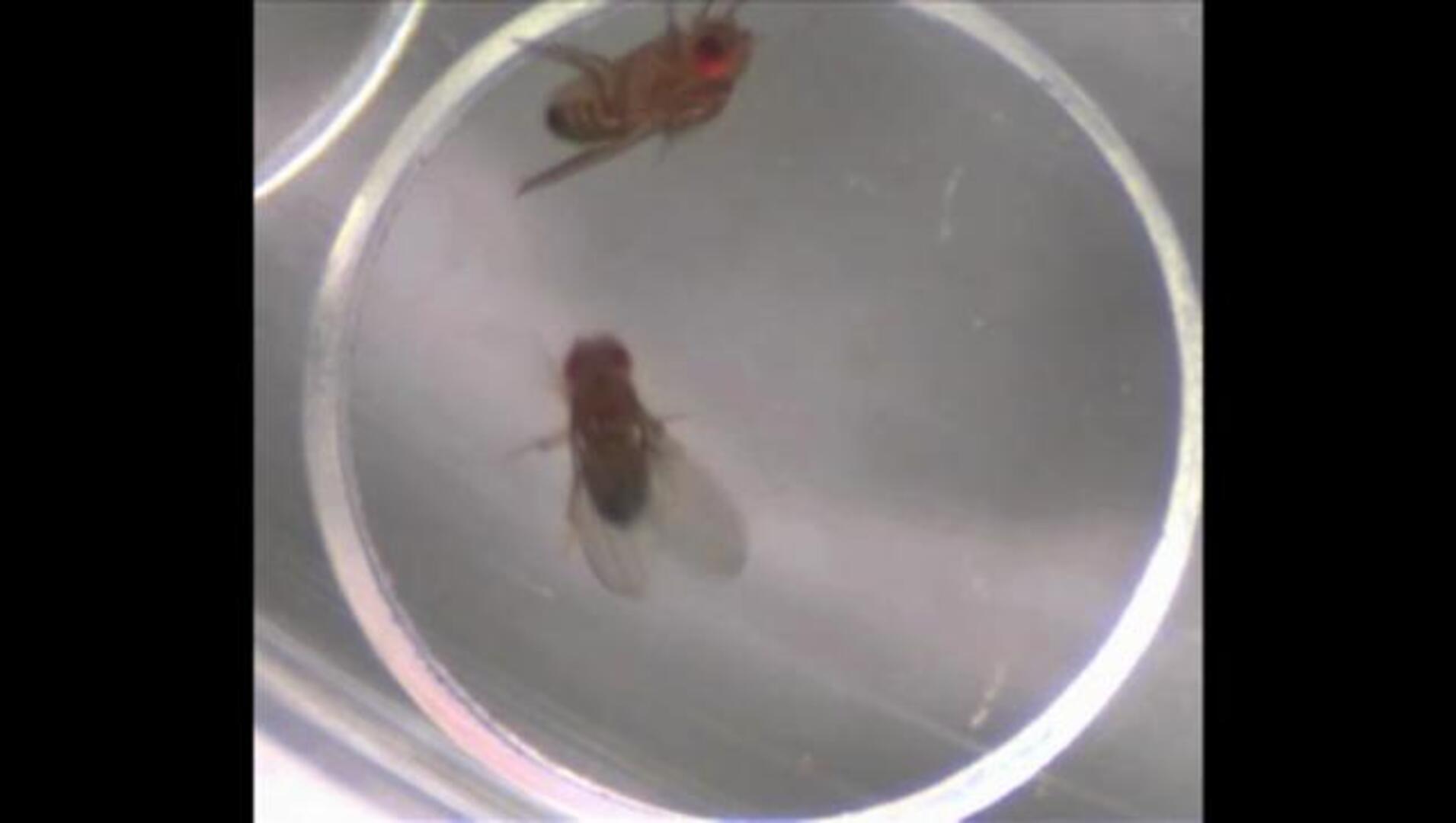 Los machos sin sexo se refugian en el alcohol