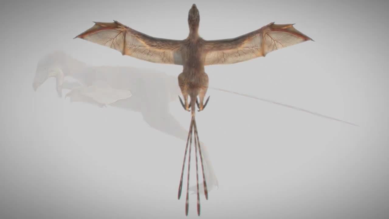 Recreación del extraño Ambopteryx longibrachium