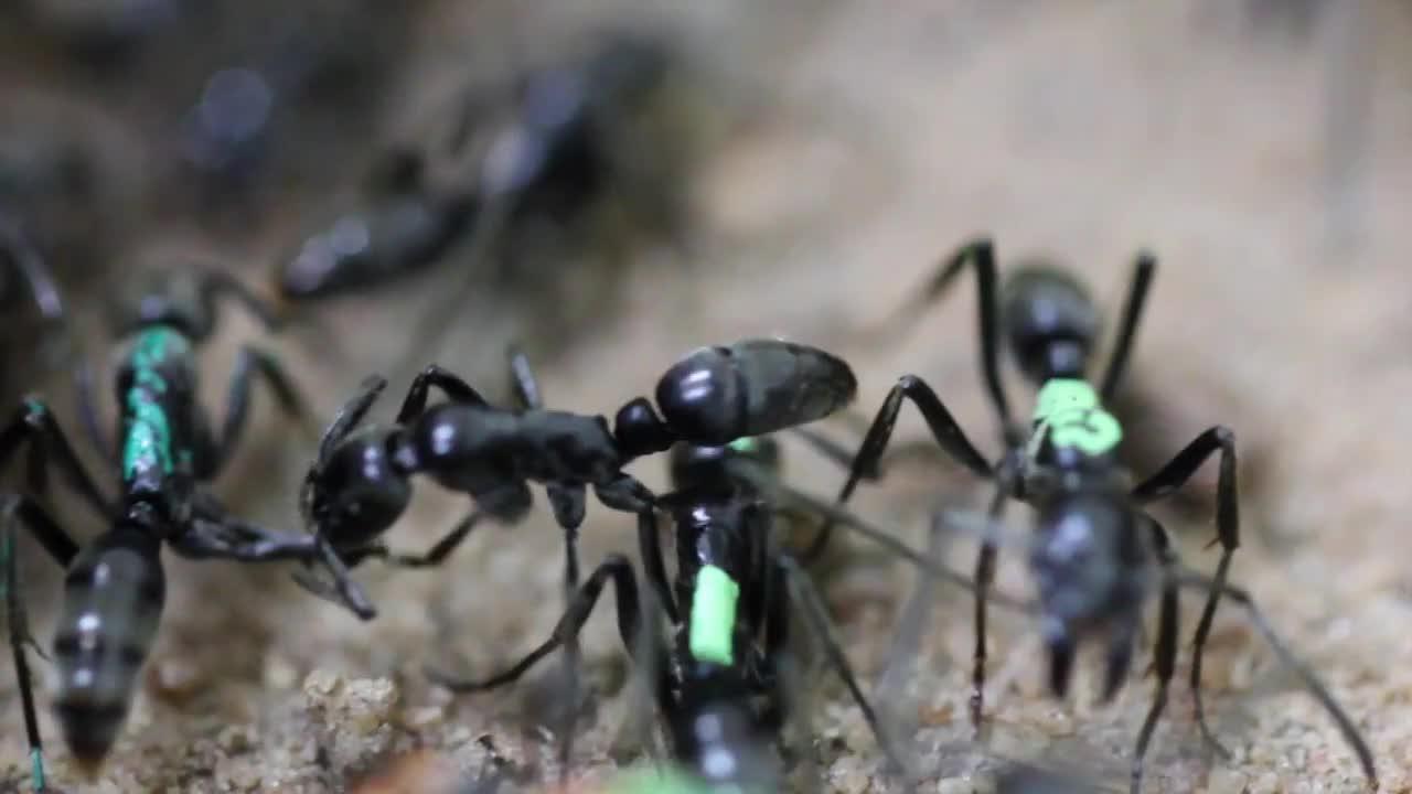 Una hormiga matabele «chupa» una pata cortada para tratar a una compañera herida en un combate contra termitas