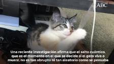 Encuentran una manera de salvar de la muerte al gato de Schrödinger