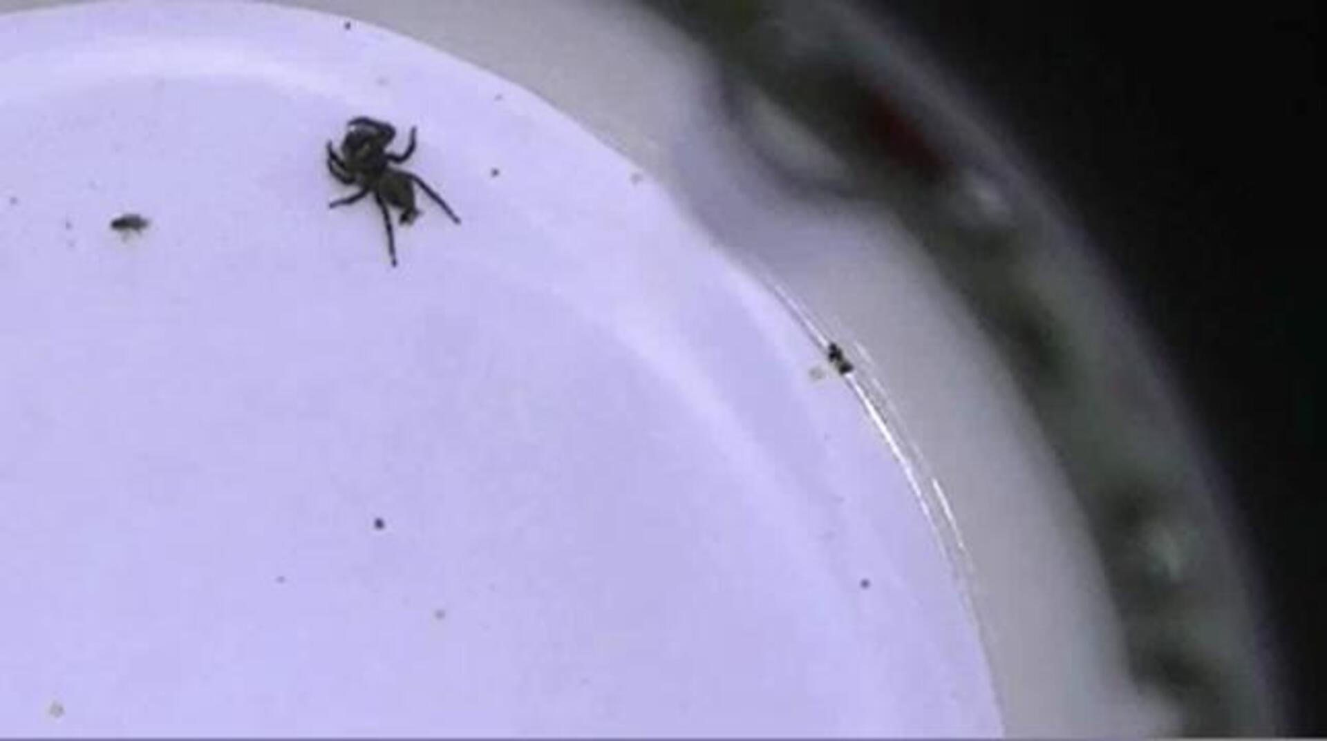 El secreto de las arañas saltarinas