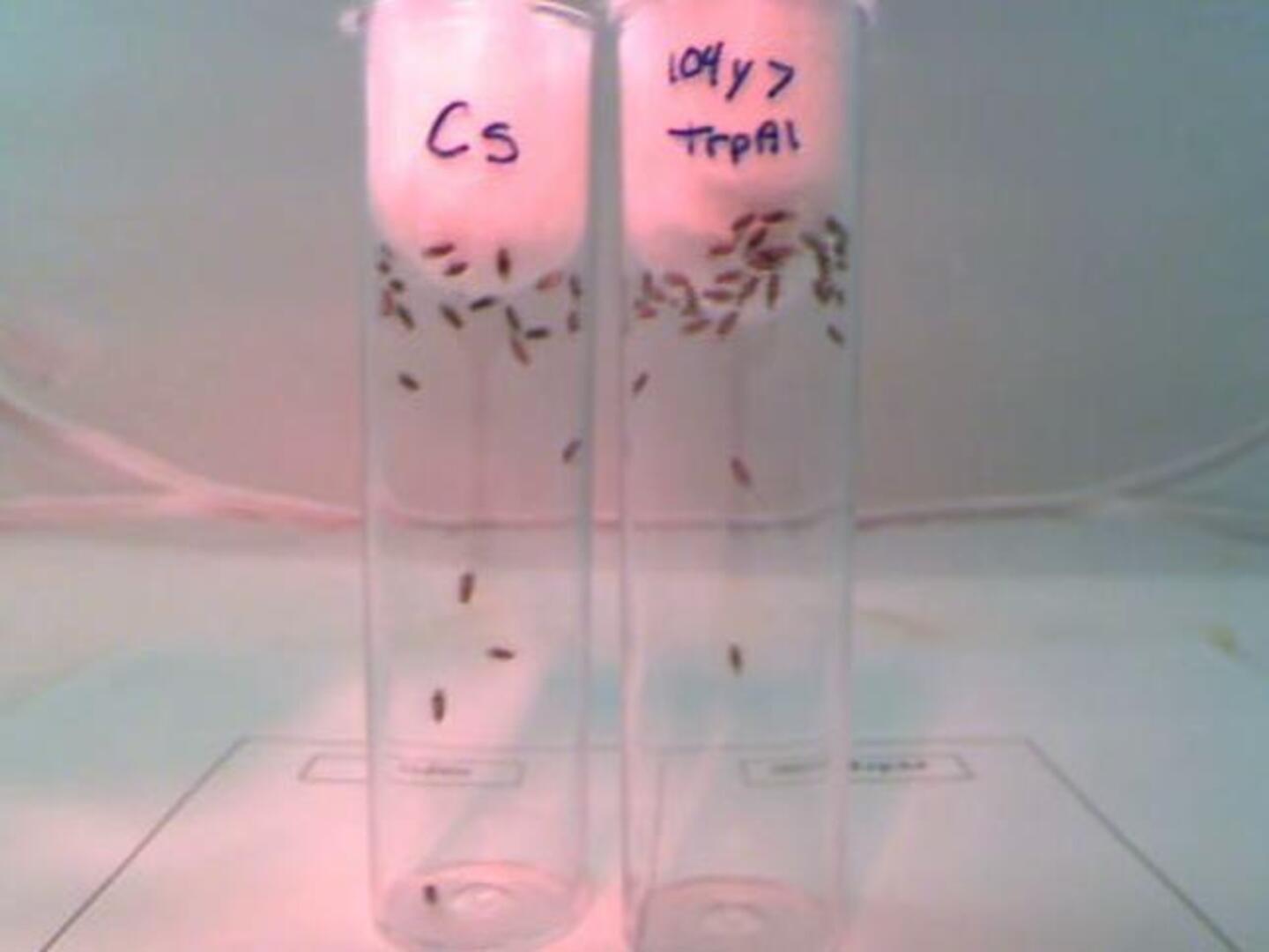 Sin sueño no hay aprendizaje