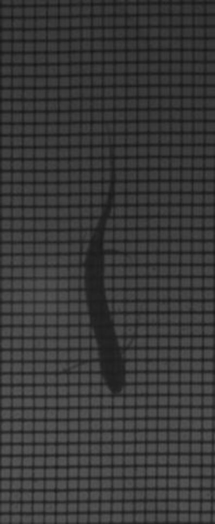 Hallan un pez con patas, un eslabón clave en la evolución