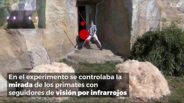 Vídeo: los experimentos realizados con chimpancés, orangutanes y bonobos