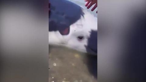 La cría de ballena beluga, especie que suele vivir en estuarios y aguas costeras poco profundas, aún presentaba el cordón umbilical