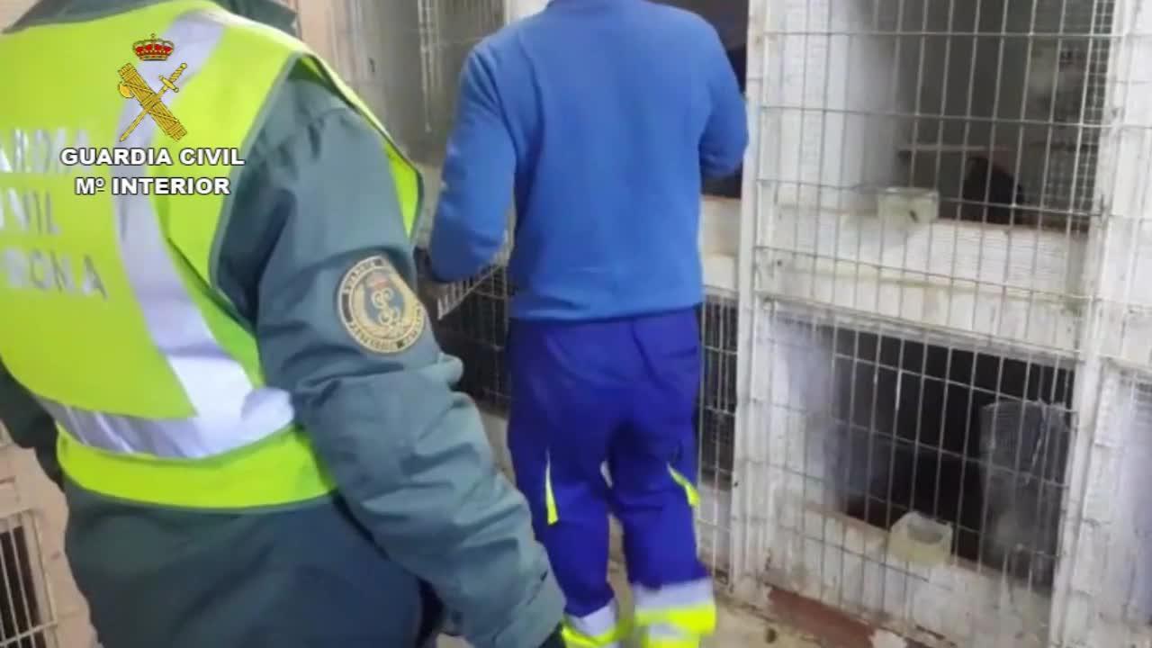 Localizan en la Cañada Real Merina un criadero ilegal de gallos de pelea