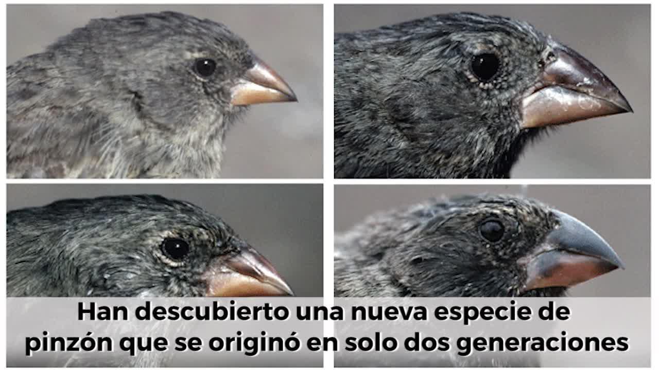 Un nuevo miembro del linaje «Big Bird»