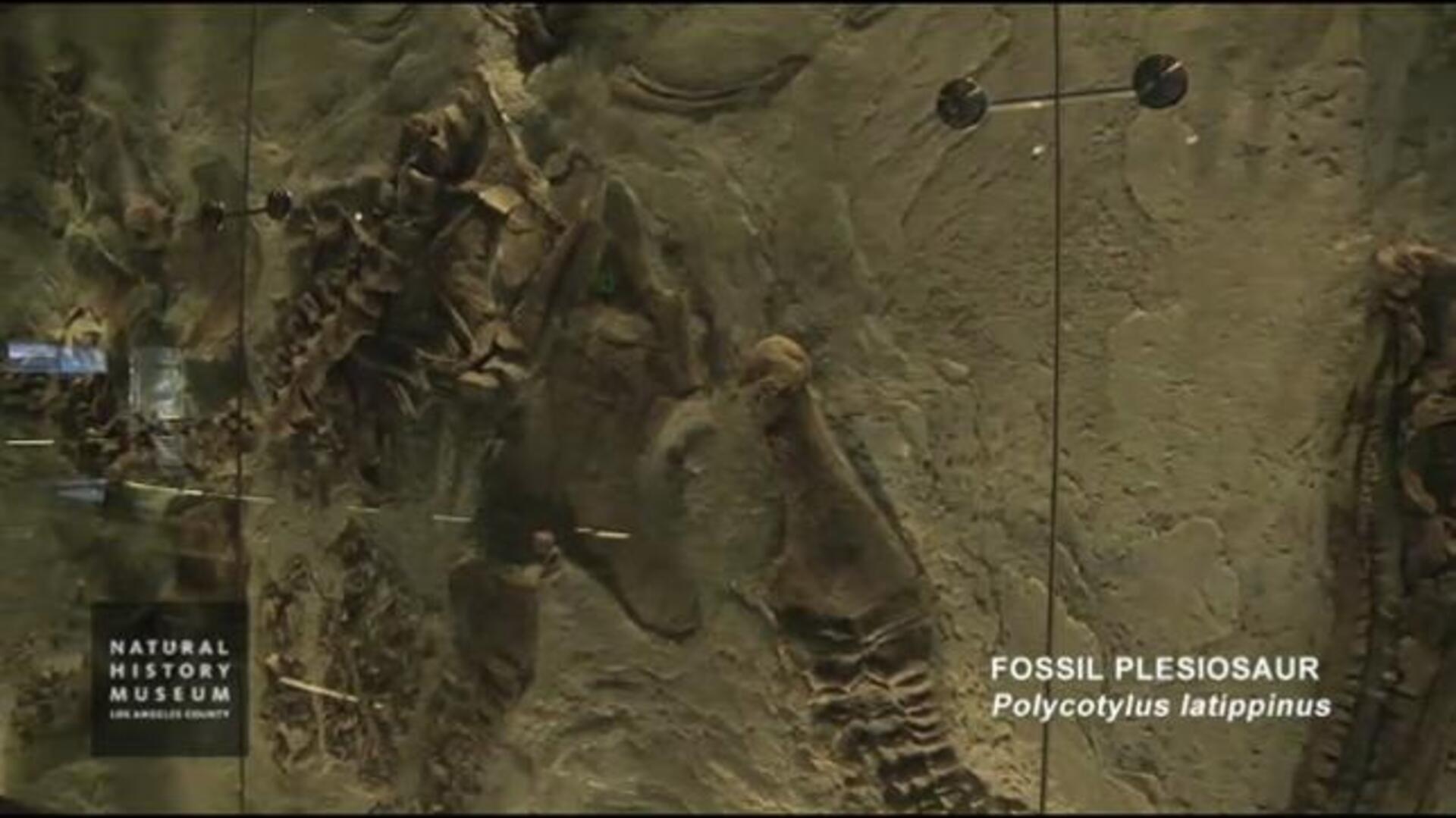 El reptil gigante que paría crías vivas