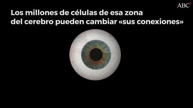 Algunas partes del cerebro adulto están en constante cambio y maduración al menos hasta los 40 años