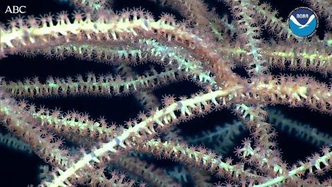 El buque Macaw, que se hundió cerca de la isla de Midway al intentar rescatar un submarino en 1944. En la zona ampliada de la reserva de Papahanaumokuakea hay embarcaciones naufragadas y aviones derribados de la batalla de Midway (Segunda Guerra Mundial)