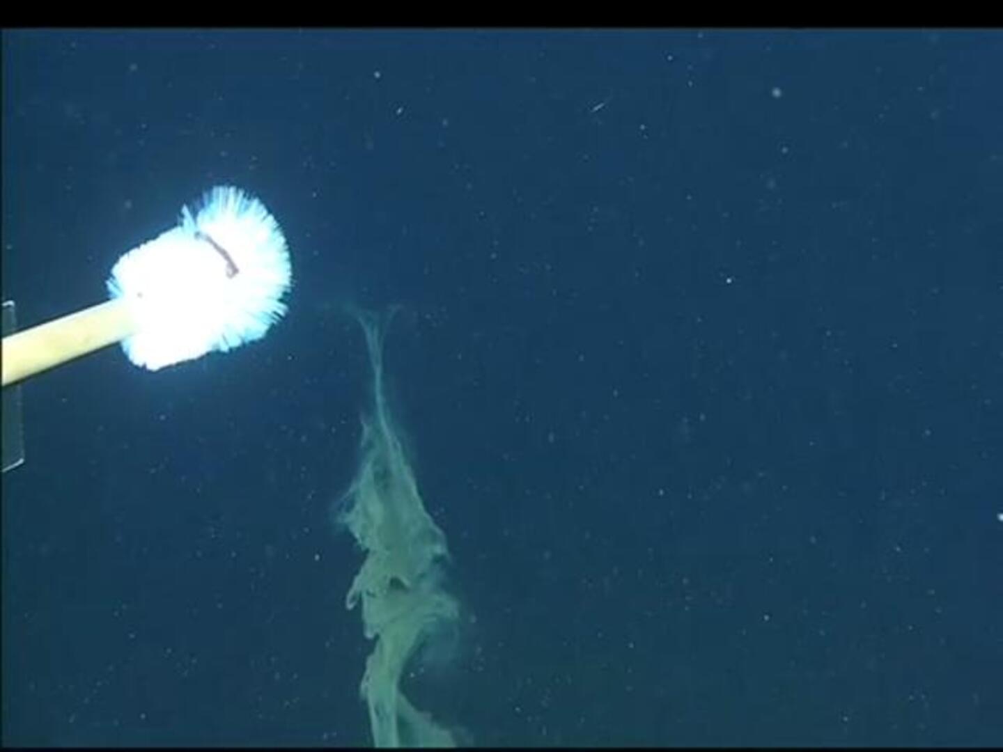 El calamar que se amputa su propio brazo