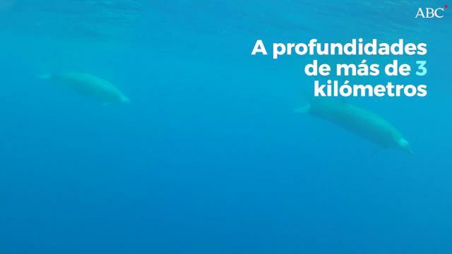 Primeras imágenes de estas ballenas en el agua