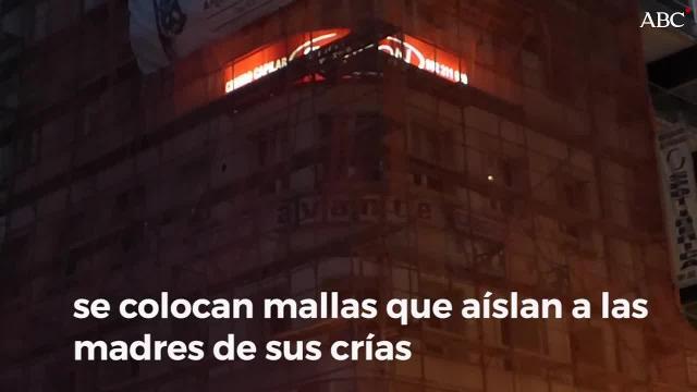 Un nido de vencejos en un edificio