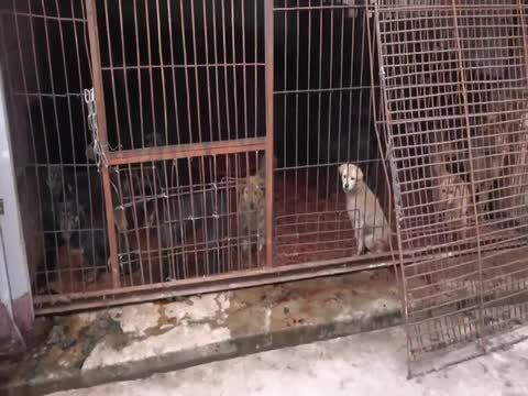 Las plataformas animalistas denuncian el comercio ilegal de carne de perro en Yulin, China