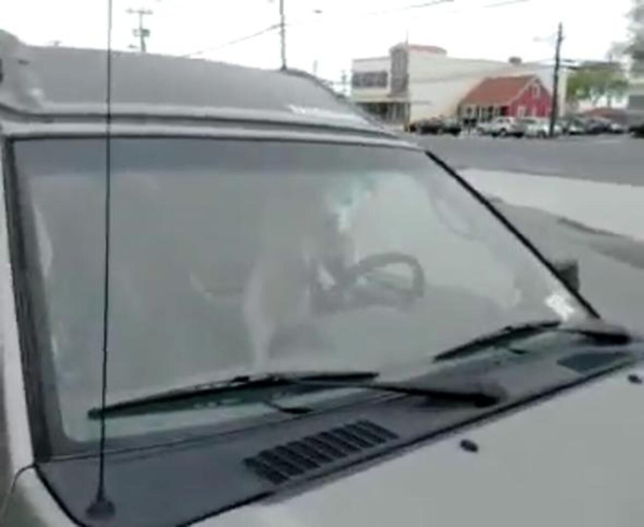 A bocinazos, así le recuerda un perro a su dueño que lo ha dejado solo en el coche