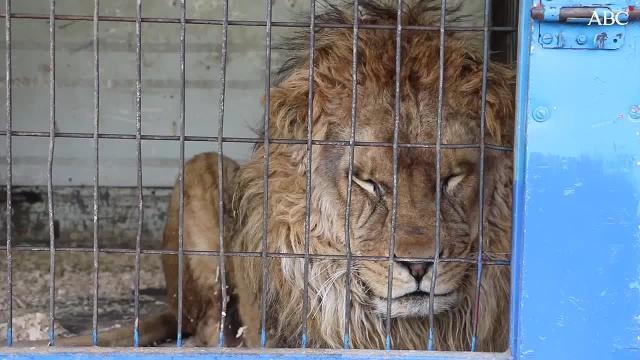 Un león en su jaula del circo Gottani