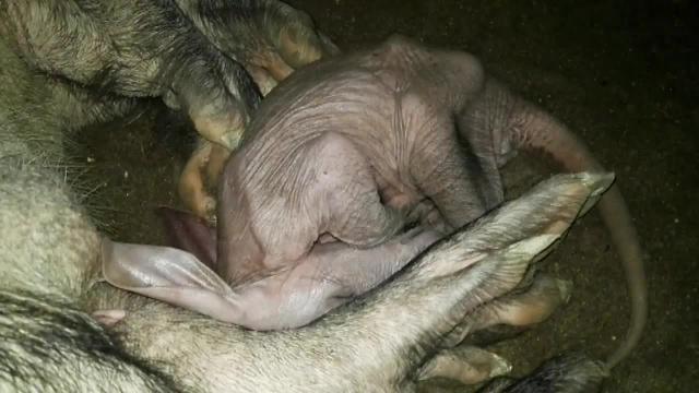 Imagen de la cría recién nacida en Bioparc Valencia