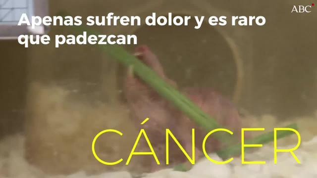 Las ratas topo desnudas africanas viven en colonias muy populosas