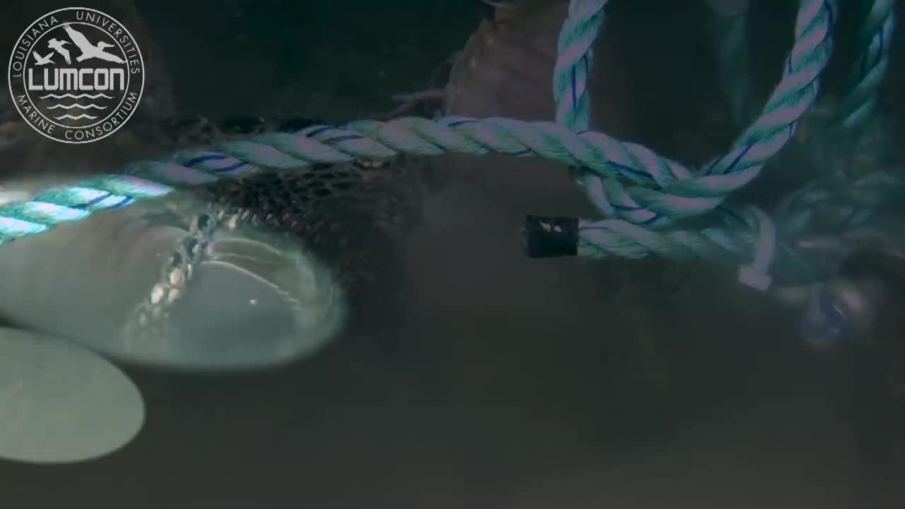 Cangrejos gigantes devoran un caimán en el fondo del mar