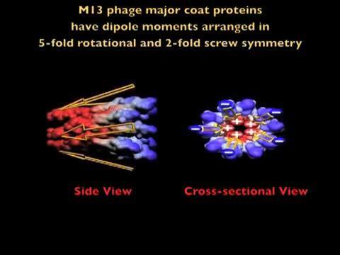 Logran generar electricidad a partir de virus