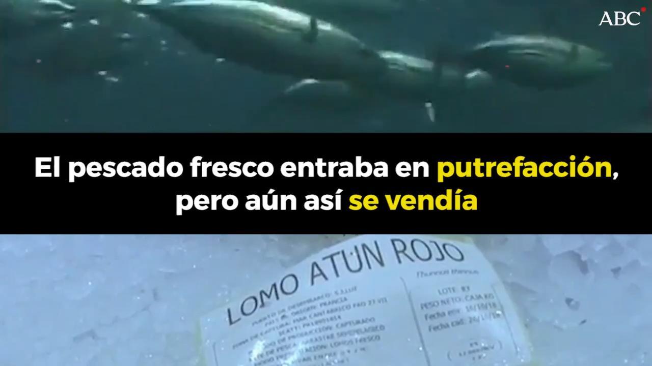 El atún entraba en putrefacción pero aún así se vendía: «Nos pican las manos y los brazos al manipularlo»