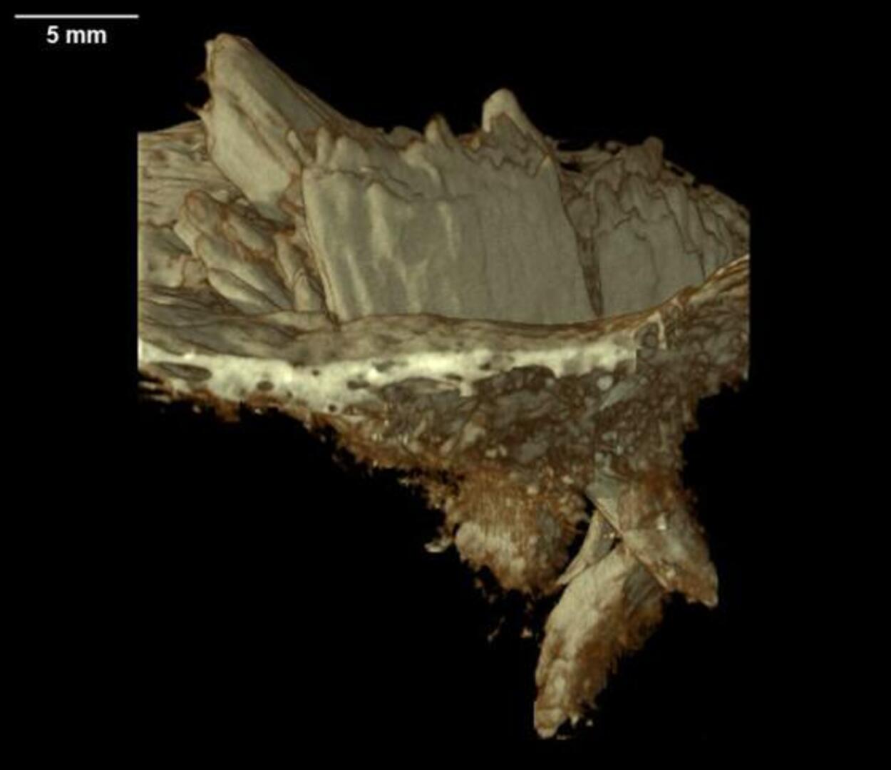 En busca del primer indígena americano