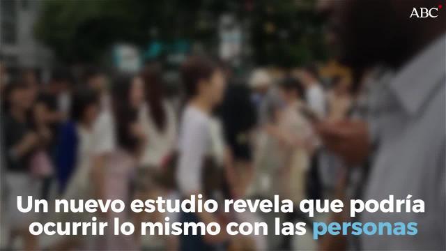 Esta ocurre porque los estereotipos sociales asociados con los nombres dejan su huella en el aspecto