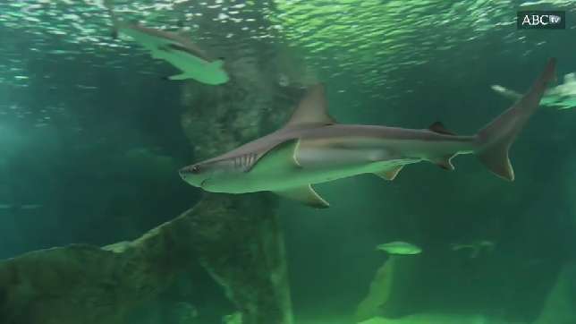 Astérix, nuevo tiburón gris del Zoo Aquarium de Madrid