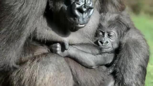 El nuevo bebé gorila hembra, en Bioparc Valencia