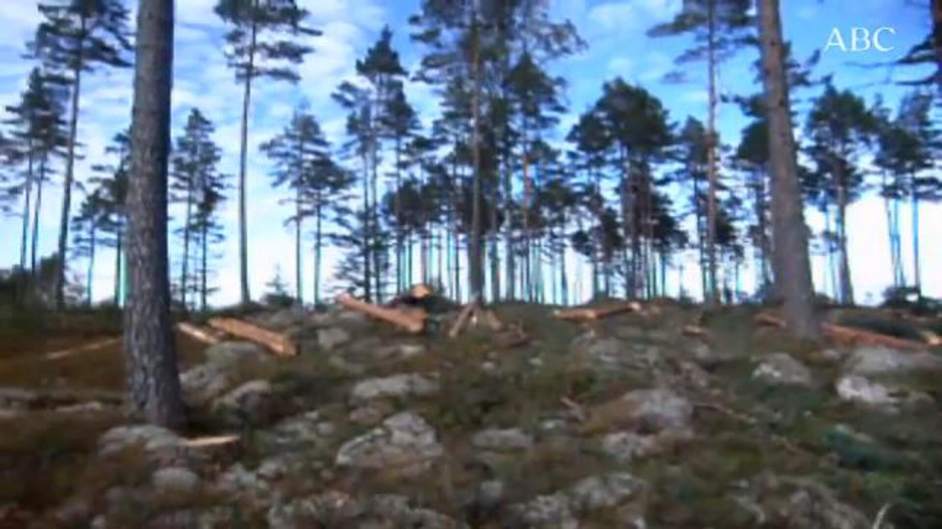 Gestión Forestal Sostenible: Un bosque en Örebro