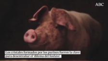 Lo que el pis de cerdo de una granja catalana nos enseñó sobre el origen de la vida