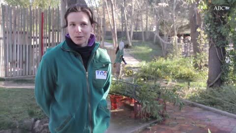 Equipo veterinario del Zoo de Madrid, durante la inseminación, el pasado jueves, de la osa Hua Zui Ba