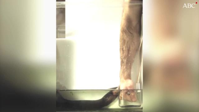 Vea en el vídeo como una anguila eléctrica salta sobre el brazo del investigador