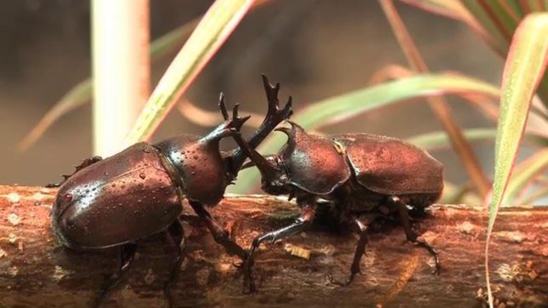 Grandes cuernos, mejores machos