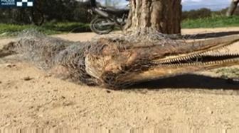 El delfín que ha encontrado la Policía Municipal en la Casa de Campo