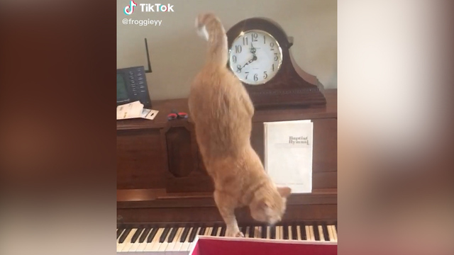 Piano deals cat tiktok