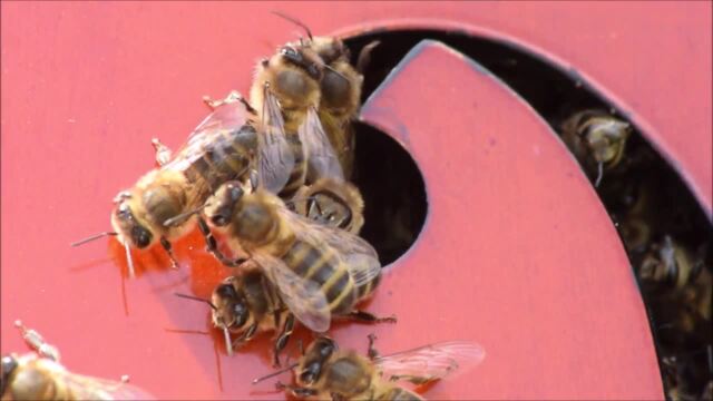 Bee Spotlight: Honey Bee Queen — Bee & Bloom