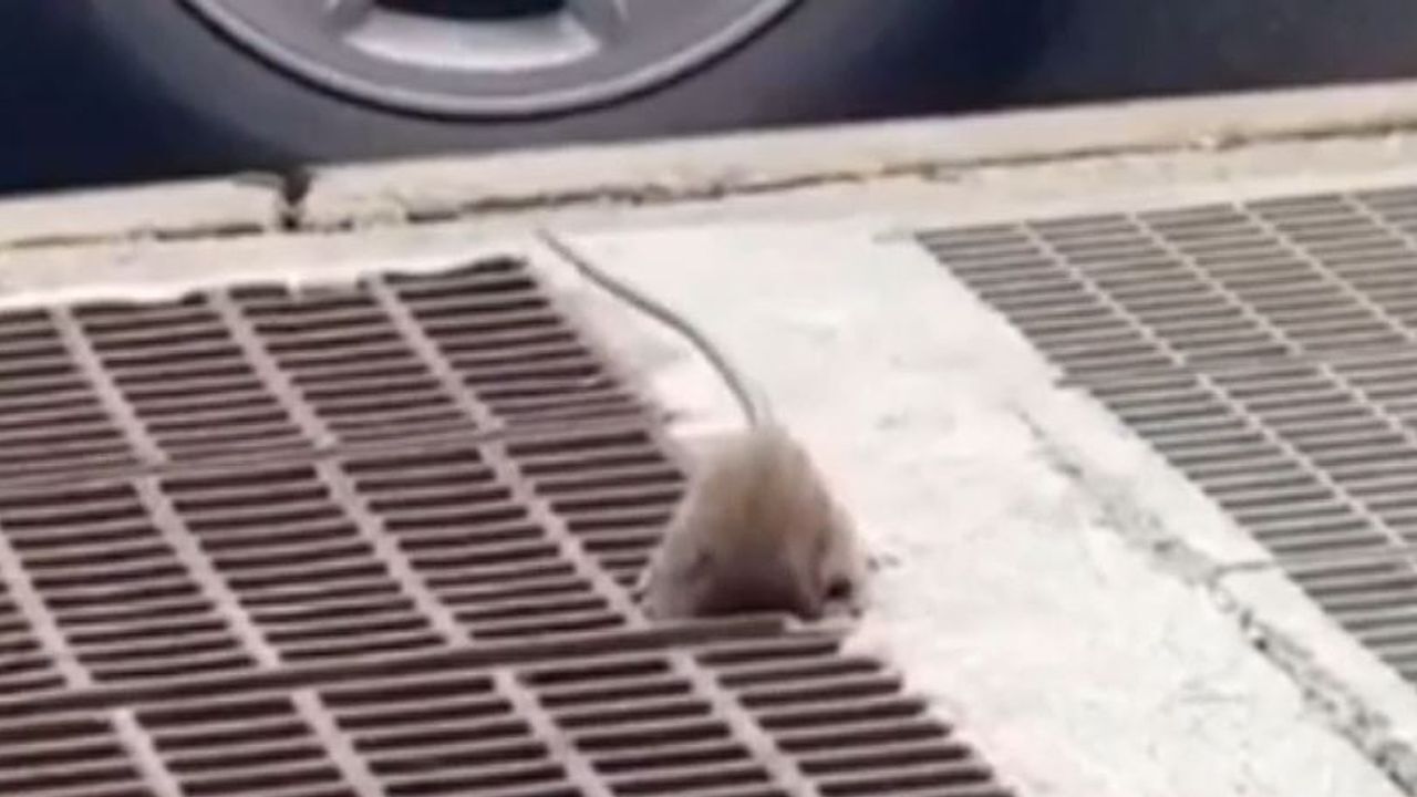 Ever wondered how large rodents can get into tight spaces? Watch and  learn...