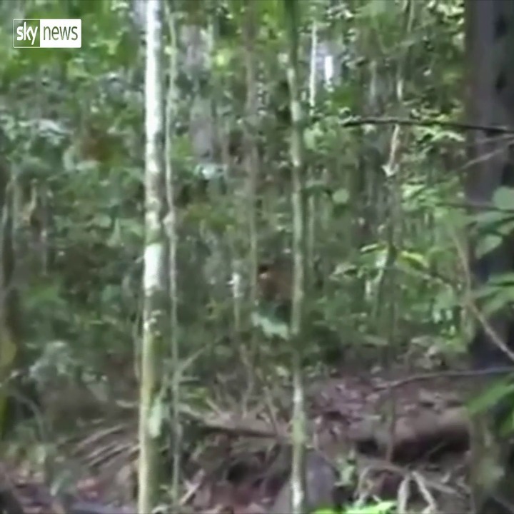 The Mystery Of The World S Uncontacted Tribes World News Sky News