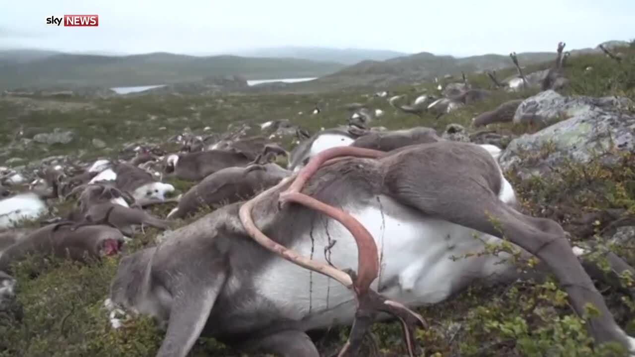 Lightning strike kills more than 300 wild reindeer in Norway | World News |  Sky News