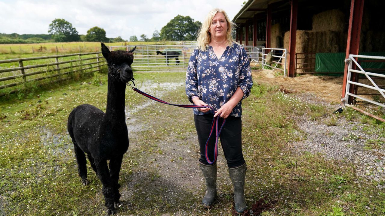 Helen Macdonald's alpaca Geronimo is due to be put down in a  government-appointed killing after it twice tested positive for bovine  tuberculosis