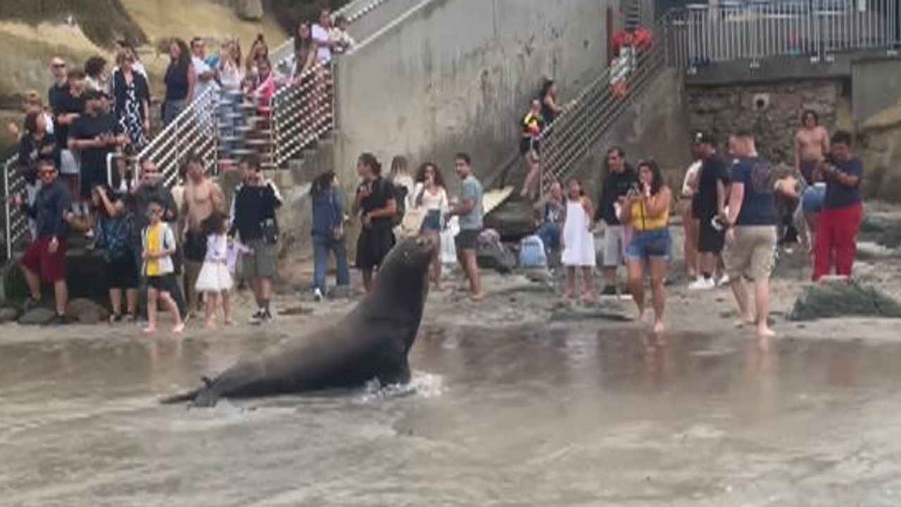 Sea Lions in La Jolla