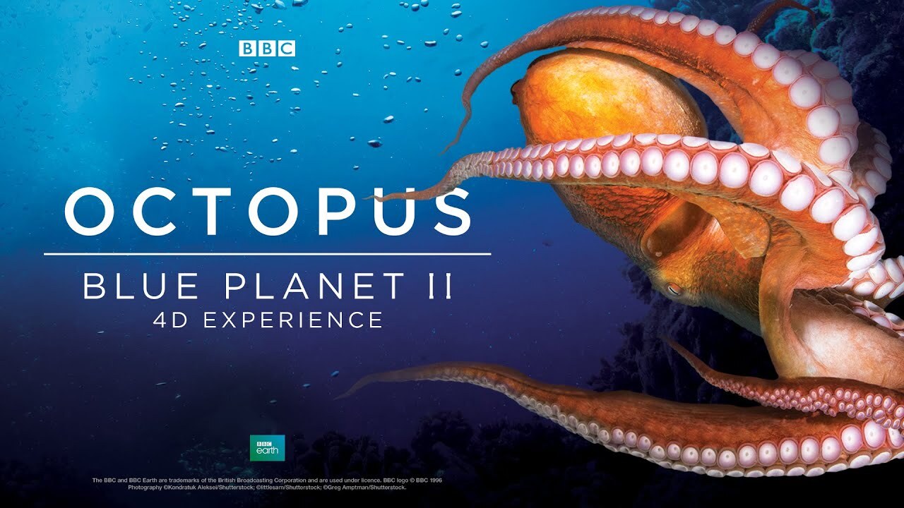 Octopus: Blue Planet II 4D Experience | BBC Earth