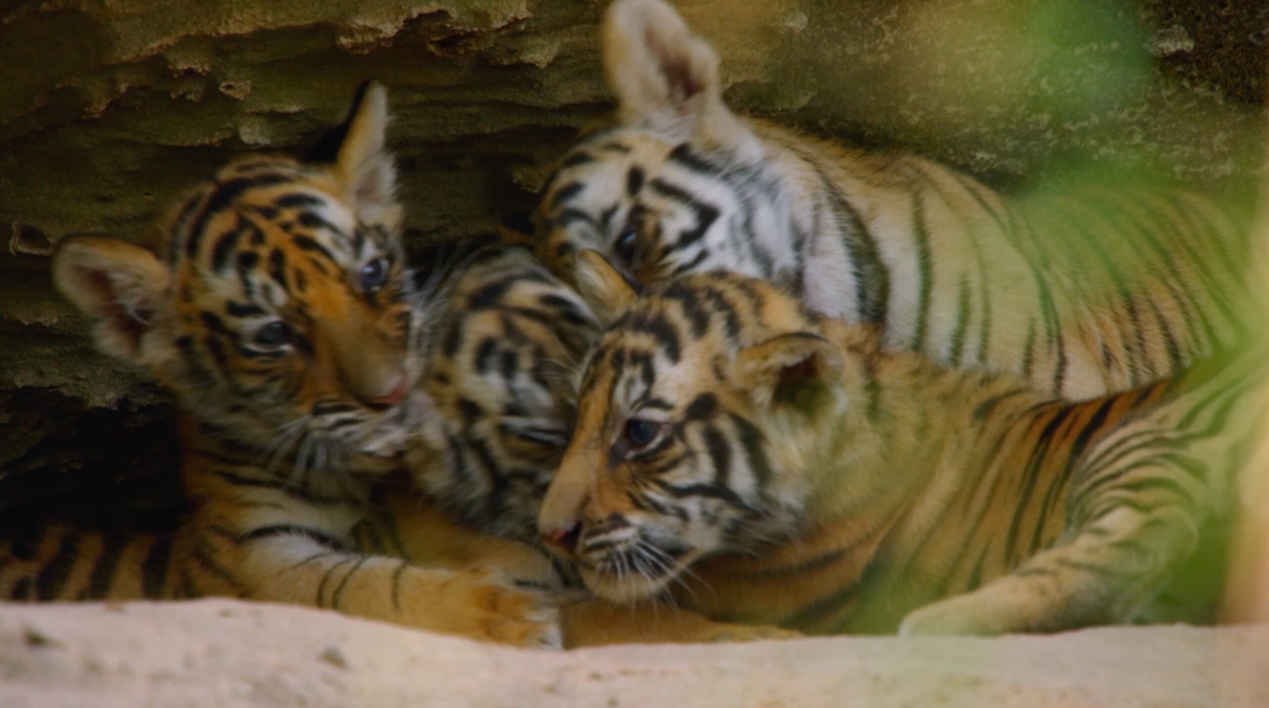 cute tiger cubs playing