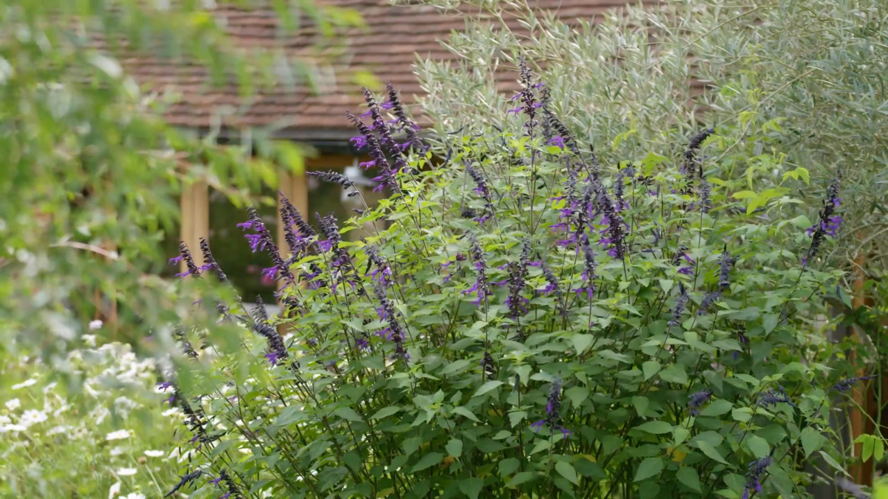 Perennial pots with salvias