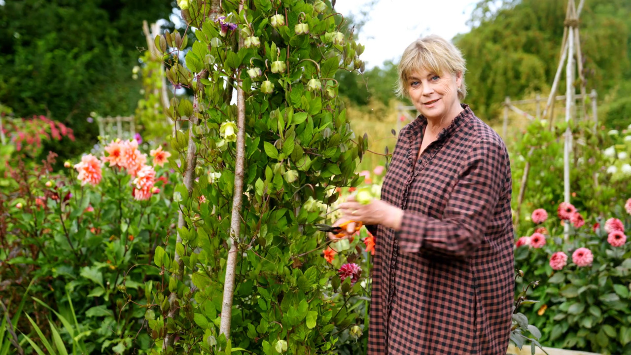 Picking and arranging Cobaea scandens 