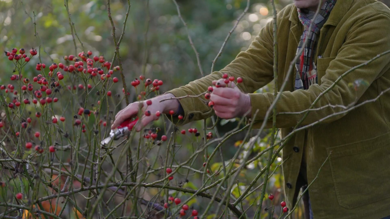 Bending a rose into shape - part 1: Pruning the rose