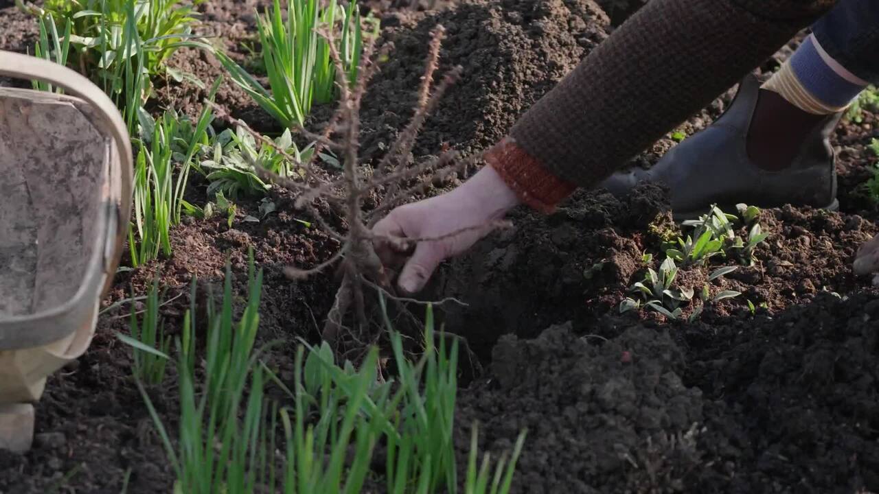 Planting a bare root rose